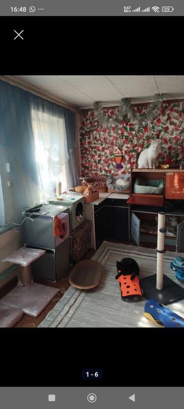 снять комнату в бишкеке на ночь: Гостиница для кошечек и маленьких собачек до 5 кг Предлагаем — 5