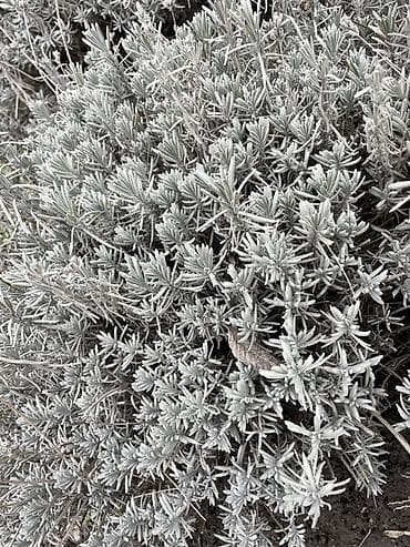 сирень купить: Лаванда узколистная (Lavandula angustifolia), взрослые кусты. - — 2