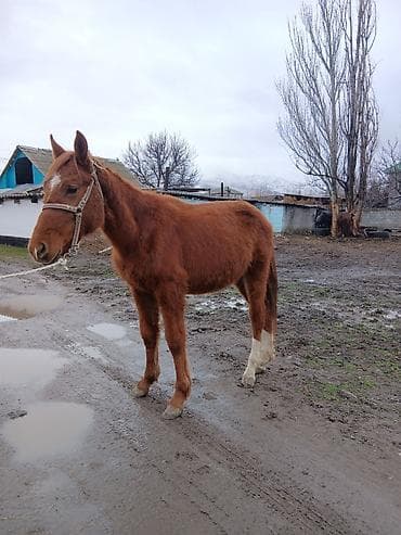 енот живой: Продаю | Конь (самец), Жеребенок | Дончак, Кара Жорго | На забой, Для разведения, Для молока — 1