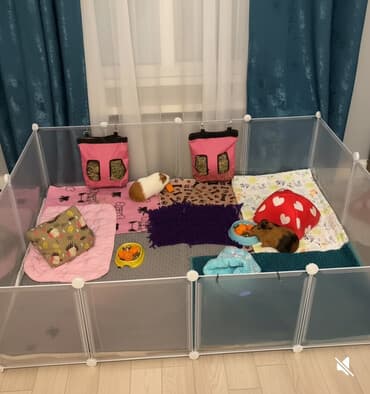 корм для форел: В связи с переездом продаётся пара домашних морских свинок (две — 1