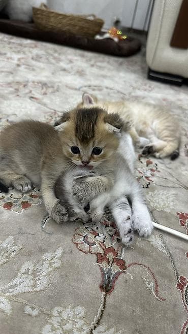 шатланские котята: Шотландские котята (вислоухий/страйт) от породистой кошки Родились 7 — 9