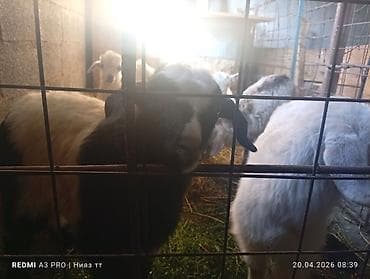 Продаю | Коза (самка) | Полукровка | Для молока