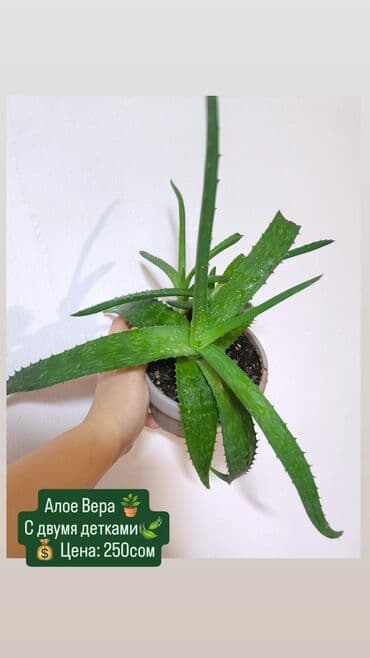 петунья цветы: РАСПРОДАЖА 🔥🔥🔥🔥 Продаю комнатные растения, цветы . Цены Разные❗🪴 — 9