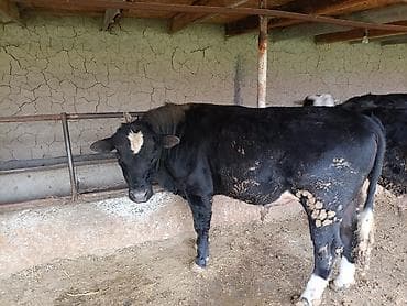 Продаю | Бык (самец) | На откорм | Привязанные at lalafo.kg Продаю | Бык (самец) | На откорм | Привязанные
