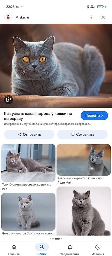 кошки сиамские: Котёнок голубого (серо‑пепельного) окраса с янтарными глазами — 2