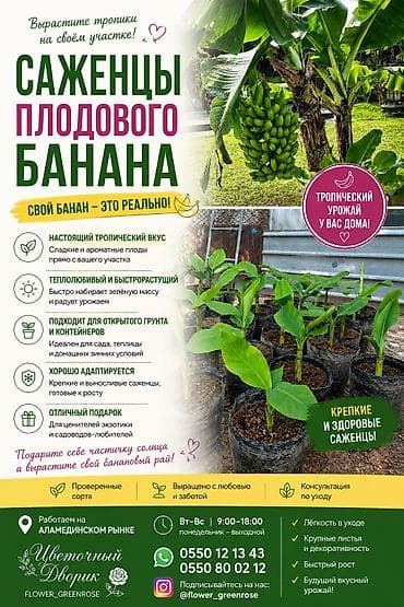 куплю банан: Саженцы плодовых бананов в наличии — 1