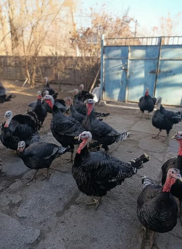 Продаю | Индюшка (самка) | Для разведения | Племенные at lalafo.kg Продаю | Индюшка (самка) | Для разведения | Племенные