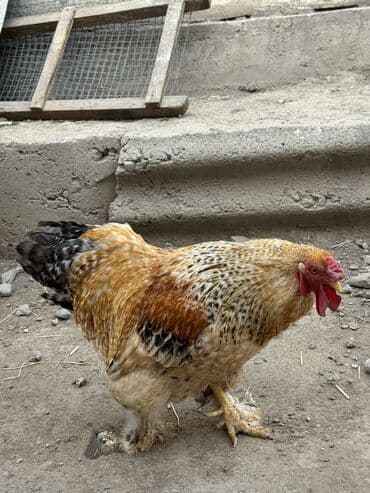 домик для: Продаю | Куры | Домашняя — 4