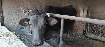 Аквариумы: Продаю | Корова (самка) | На забой | Не стельные — 1