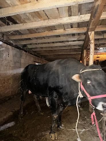 Продаю | Бык (самец) | На откорм | Племенные at lalafo.kg Продаю | Бык (самец) | На откорм | Племенные