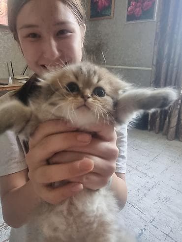 Животные: Скотиш Страйт (Шотландская прямоухая), 2 месяца, Мальчик, Золотая шиншилла — 5