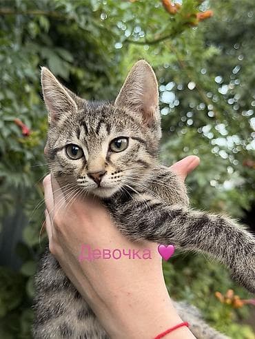 scottish fold: 3 месяца, Девочка, Метис, Приучена к лотку, Проглистована — 4