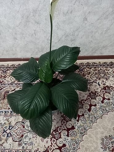 алоэ цветы: Спатифиллум сенсация (Spathiphyllum), комнатное растение в горшке. - — 3