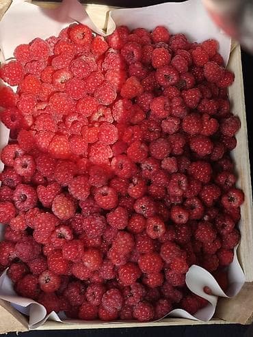 речные раки: Малина Оптом — 3