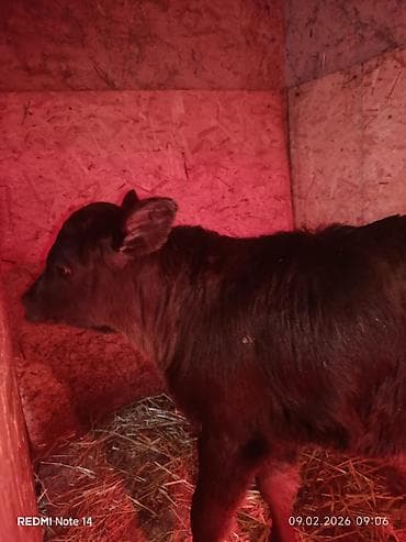 Кошки: Продаю | Тёлка | На откорм — 4