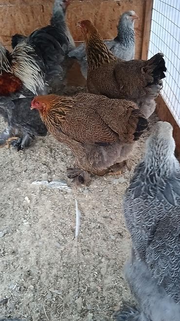 просто ат: Брама куропачатый — 2