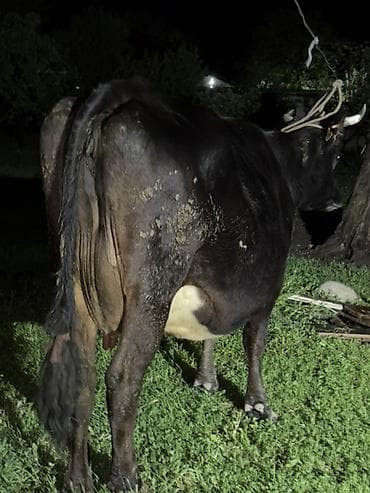 кормы для рыбы: Продаю | Корова (самка) | Для молока | Привязанные — 1