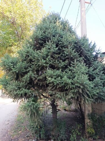 туя ели: Саженцы деревьев: Ели — 1