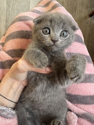 домик для кошки купить: Осталось два мальчика! Котята скоттиш-фолд. родились 2 октября. к — 2