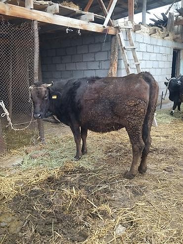 каровы милянфан: Продаю | Корова (самка) | Для молока — 5