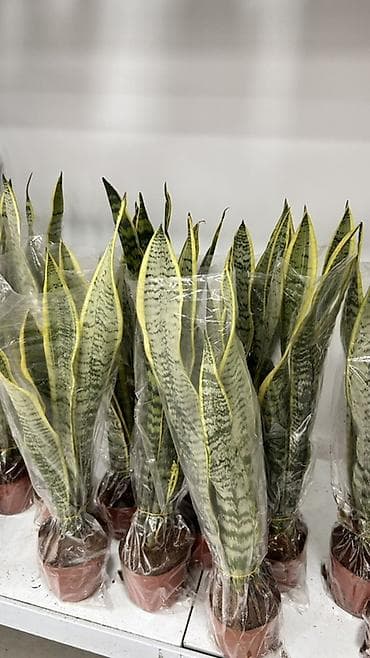сла: Сансевиерия (Щучий хвост, Sansevieria trifasciata) в пластиковом — 1