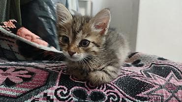 Котенок 1-2 месяцев, очень любит играть с игрушками очень активный — 1