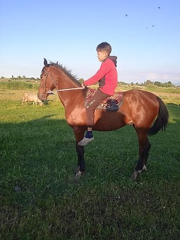 белое золото брамы: Продаю | Жеребец | Рабочий — 2