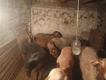 продажа щенков немецкой овчарки с документами в бишкеке: Продаю | Овца (самка) | Эдильбаевская | На забой | Матка — 5