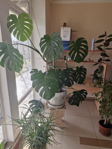 пекан орех цена бишкек: Комнатные растения в горшках/кашпо: - Спатифиллум (несколько кустов в — 4