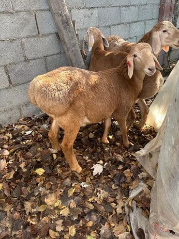 форель живая: Продаю | Овца (самка) | Для разведения — 2