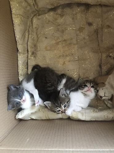 кошки милые: 1 месяц, Девочка, Биколор, Приучена к лотку — 5