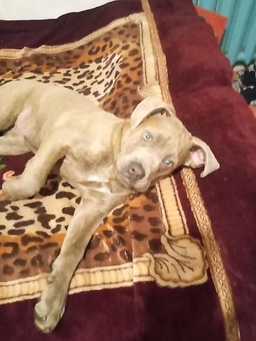 Аквариумы: Кане-корсо, 4 месяца, Самка, С прививкой — 2