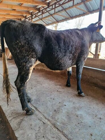 самка карова: Продаю | Корова (самка) | Для разведения — 5
