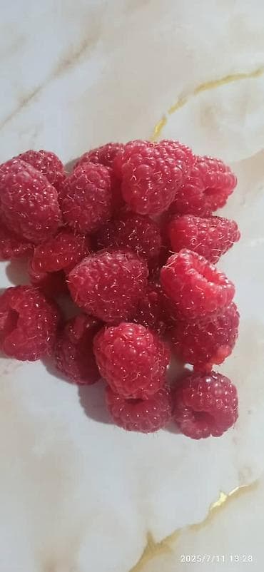 живой мох: Саженцы малины (корнесобственные) - Крупноплодная малина с — 3