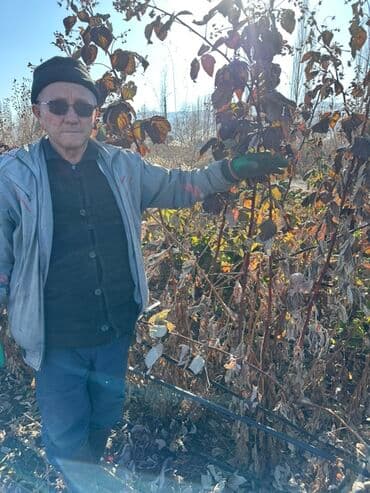 malina.kg продажа малины оптом в бишкеке новопокровка фото: Саженцы малины (ремонтантная, крупноплодная) сорт МАРАВИЛЛА — 3