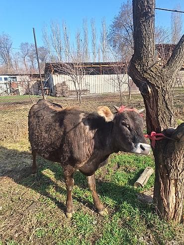 Зоотовары: Продаю | Тёлка | Полукровка | Для разведения | Стельные — 1