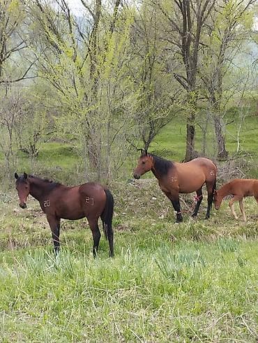 беде себем: Продаю | Кобыла (самка) | Полукровка | Для разведения | Племенные — 1