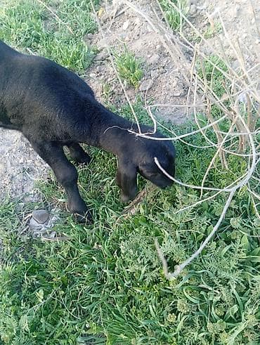 гисар овцы: Продаю | Ягненок | Арашан | Для разведения | Матка — 3