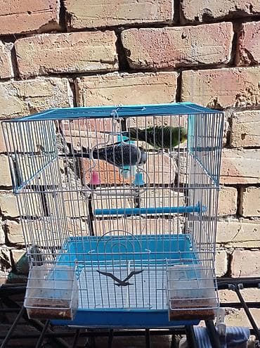 купить собаку доберман в бишкеке: ПРОДАМ!!. 🦜🦜. ЦЕНА 2500 СОМ — 2