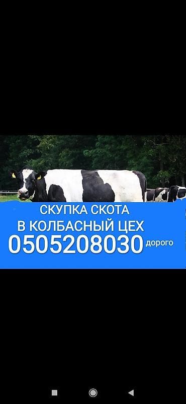 Частное лицо, Колбасный цех : Коровы, быки, Лошади, кони, Другие с/х животные, | Круглосуточно, Любое состояние, Забитый at lalafo.kg Частное лицо, Колбасный цех : Коровы, быки, Лошади, кони, Другие с/х животные, | Круглосуточно, Любое состояние, Забитый