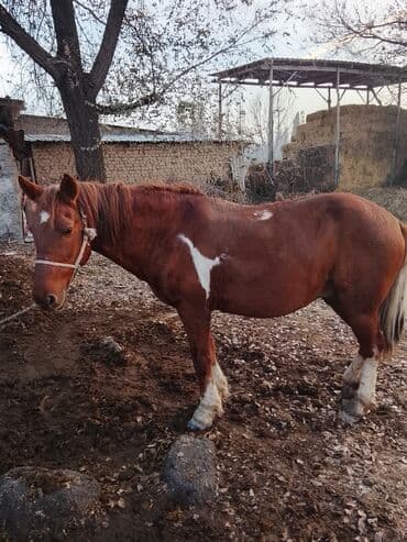 Продаю | Конь (самец) | Рабочий