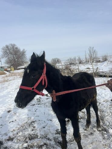 Продаю | Жеребенок | Рабочий