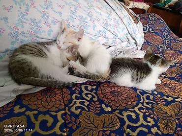 жаны асый: Котята домашние, короткошёрстные. В помёте несколько малышей с разным — 1