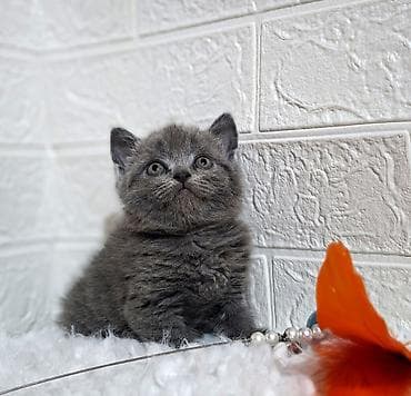 американская жесткошёрстная кошка: Продаётся шотландская девочкаскоттиш-страйт,окрас голубой,возраст — 1