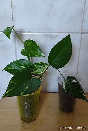 Эпипремнум " Золотистый". Эпипремнум "Себу блу" с рассеченным