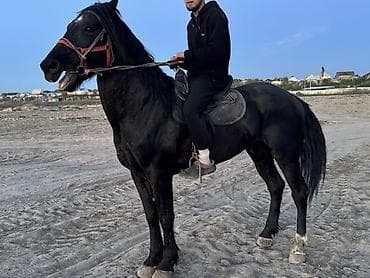 коя карп: Продаю | Жеребец | Конный спорт — 2