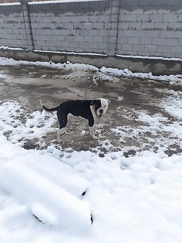 Иттер сатылат: Америкалык булли, 1 жаш, Эркек, Эмделген — 3