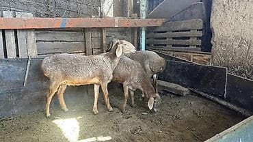 малёк рыбы: Продаю | Овца (самка) | Для разведения | Ярка — 2