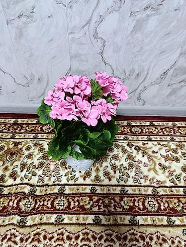 Освещение: Горшечные примулы (Primula) — декоративные комнатные растения с — 8