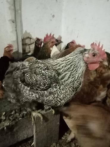 Продаю | Куры | Домашняя | Несушки — 2